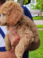 Stunning Apricot female, a female Poodle - Standard  for sale in Webb City, MO – 2 of 2