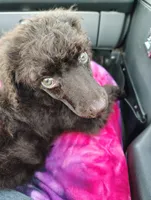 Chocolate Girl The Runt, a female Poodle - Standard  for sale in Webb City, MO – 3 of 3