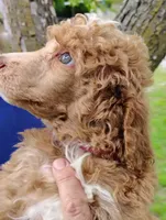 Red Standard Poodle with green eyes , a female Poodle - Standard  for sale in Webb City, MO – 2 of 2