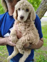 Gorgeous Green eyes Light Apricot Female , a female Poodle - Standard  for sale in Webb City, MO – 3 of 3