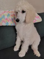 Beautiful White Standard Poodle Female, a female Poodle - Standard  for sale in Webb City, MO – 2 of 2