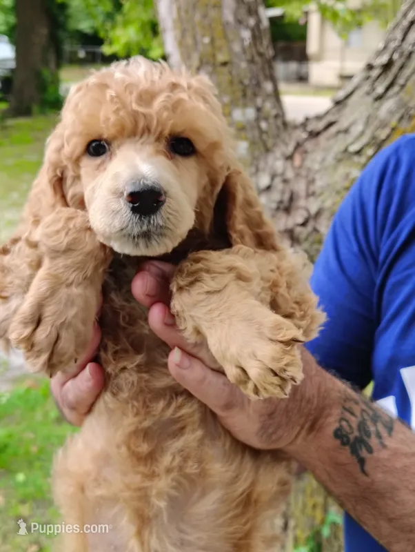 So Pretty!! Light Apricot Female  – Poodle - Standard  puppy for sale in Webb City, MO