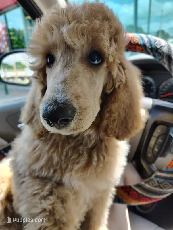 Apricot Poodle – Poodle - Standard  puppy for sale in Webb City, MO