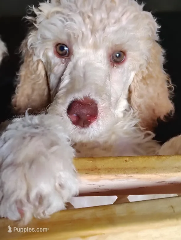 Gorgeous Cream girl with apricot ears  – Poodle - Standard  puppy for sale in Webb City, MO