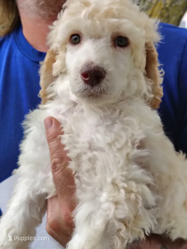 Gorgeous Cream girl with apricot ears  – Poodle - Standard  puppy for sale in Webb City, MO