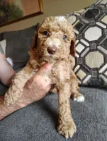 Apricot Poodle, a female Poodle - Standard  for sale in Webb City, MO – Photo 2 of 3