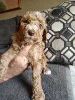 Apricot Poodle, a female Poodle - Standard  for sale in Webb City, MO – Photo 3 of 3