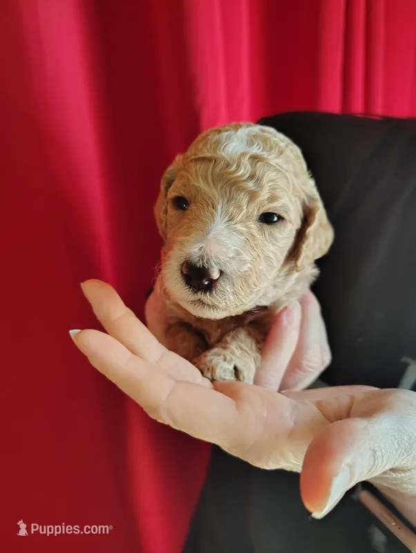 Apricot Poodle – Poodle - Standard  puppy for sale in Webb City, MO