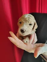 Apricot Poodle, a female Poodle - Standard  for sale in Webb City, MO – Photo 1 of 3