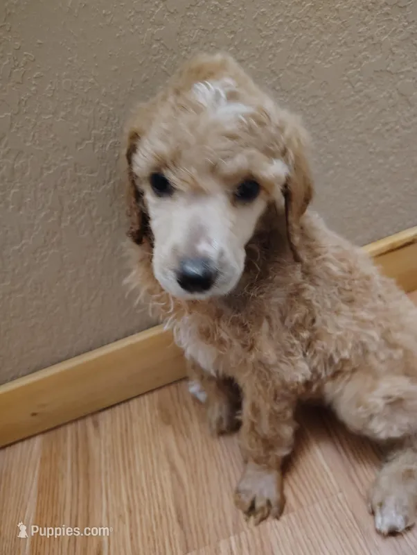 Apricot Poodle – Poodle - Standard  puppy for sale in Webb City, MO
