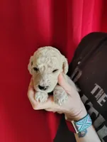 Almost white cream Poodle, a female Poodle - Standard  for sale in Webb City, MO – Photo 2 of 2