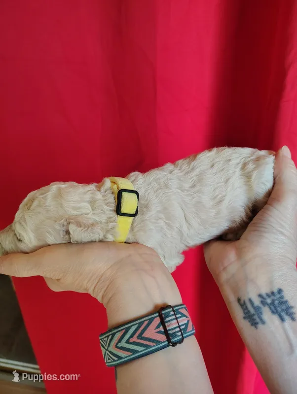 Almost white cream Poodle – Poodle - Standard  puppy for sale in Webb City, MO