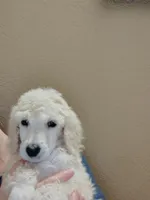  White cream Poodle, a female Poodle - Standard  for sale in Webb City, MO – 3 of 3