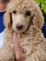 Gorgeous Dark Cream Light Apricot Female , a female Poodle - Standard  for sale in Webb City, MO – 1 of 1