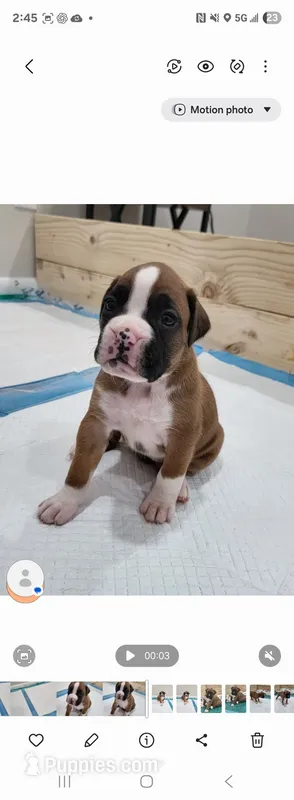 ZOEY – Boxer puppy for sale in Virginia Beach, VA