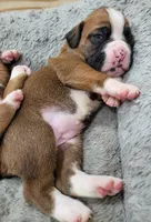 ZOEY, a female Boxer for sale in Virginia Beach, VA – 2 of 3