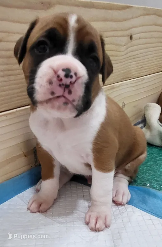 Rome – Boxer puppy for sale in Virginia Beach, VA
