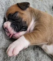 Dayela, a female Boxer for sale in Virginia Beach, VA – 3 of 4
