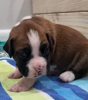 ZOEY, a female Boxer for sale in Virginia Beach, VA – 1 of 3