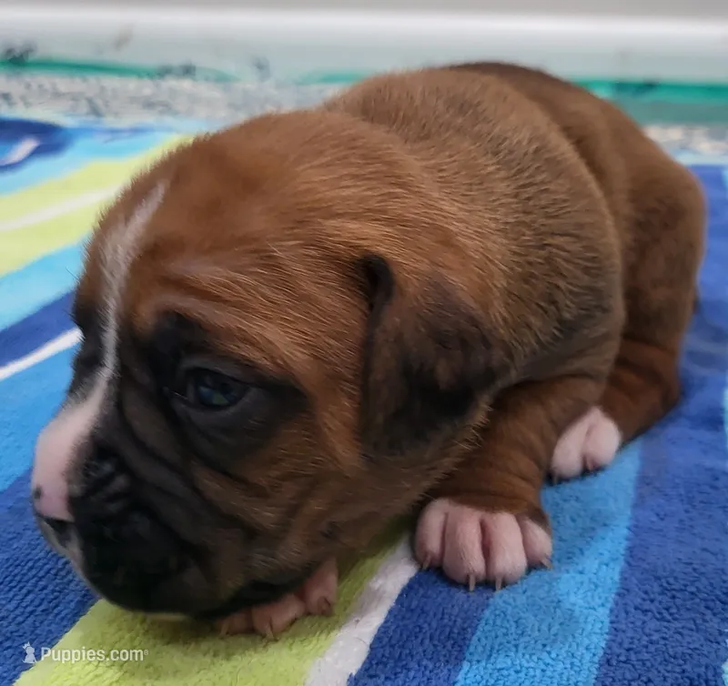 Belle – Boxer puppy for sale in Virginia Beach, VA