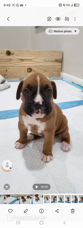 Belle – Boxer puppy for sale in Virginia Beach, VA