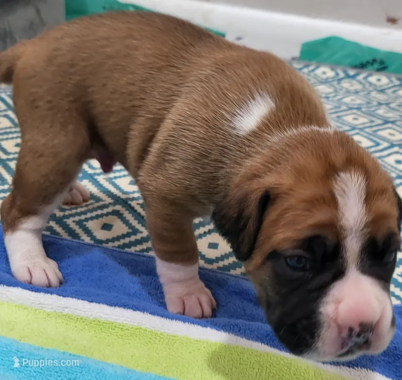 Taj – Boxer puppy for sale in Virginia Beach, VA