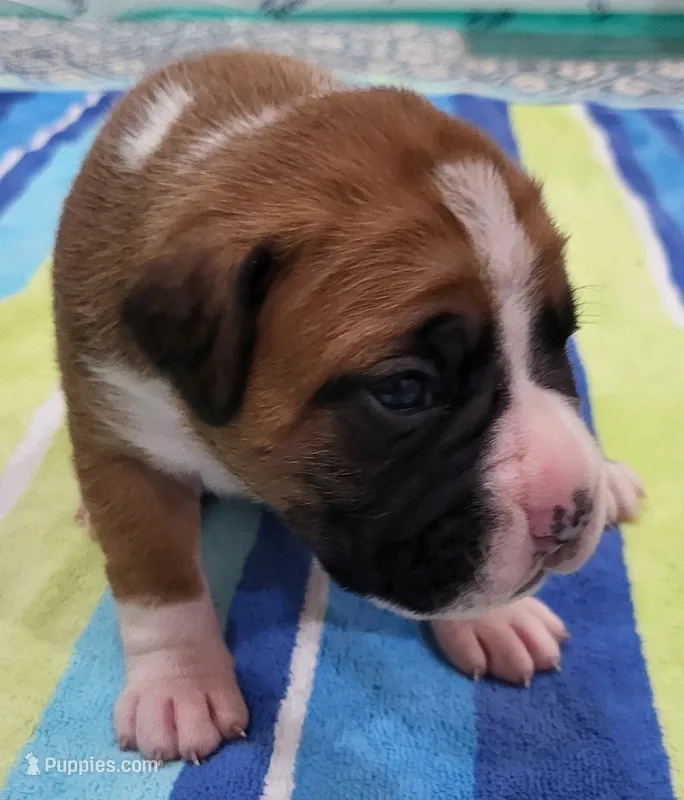 Dayela – Boxer puppy for sale in Virginia Beach, VA