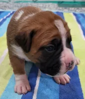 Dayela, a female Boxer for sale in Virginia Beach, VA – 1 of 4