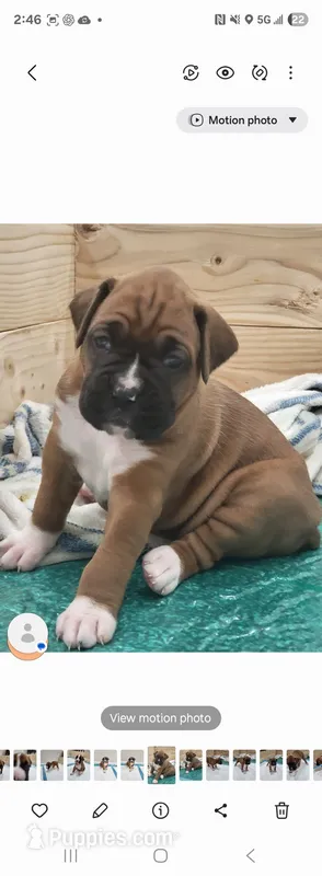 Scarlett – Boxer puppy for sale in Virginia Beach, VA