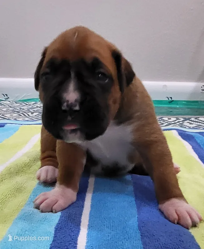 Scarlett ( – Boxer puppy for sale in Virginia Beach, VA