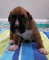 Scarlett (, a female Boxer for sale in Virginia Beach, VA – 1 of 3