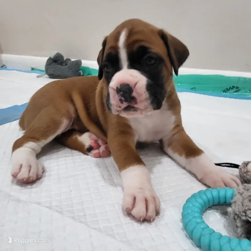 Taj – Boxer puppy for sale in Virginia Beach, VA