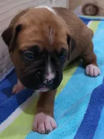 Scarlett (, a female Boxer for sale in Virginia Beach, VA – 3 of 3
