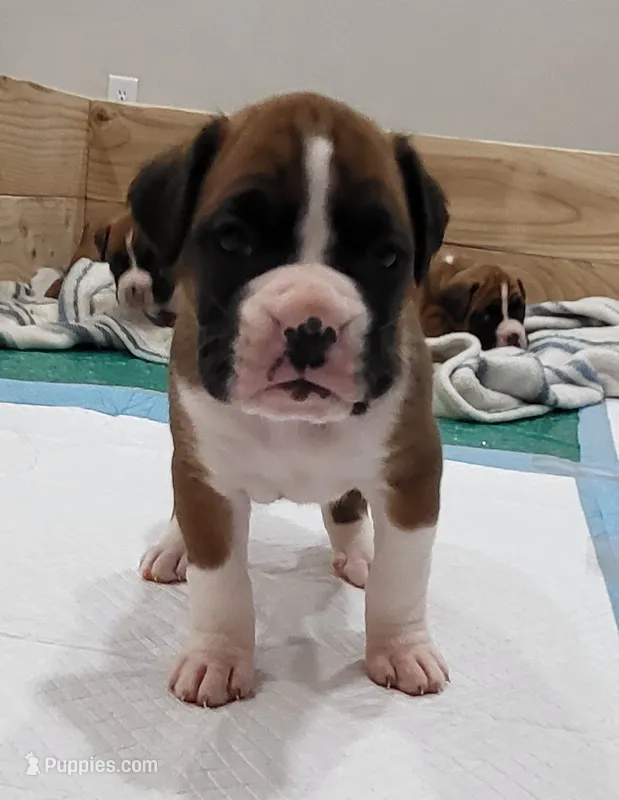 Dayela – Boxer puppy for sale in Virginia Beach, VA