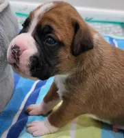 Dayela, a female Boxer for sale in Virginia Beach, VA – 2 of 4