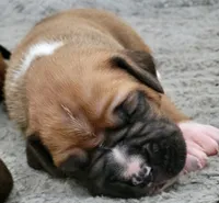 Scarlett (, a female Boxer for sale in Virginia Beach, VA – 2 of 3
