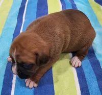 Belle, a female Boxer for sale in Virginia Beach, VA – 2 of 3