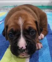 Belle, a female Boxer for sale in Virginia Beach, VA – 3 of 3