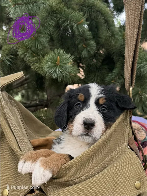 Purple Girl – Bernese Mountain Dog puppy for sale in Colorado Springs, CO