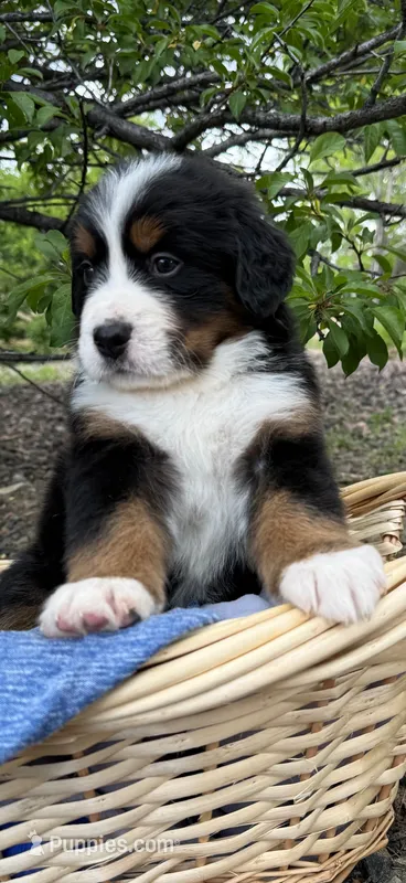Blue Girl – Bernese Mountain Dog puppy for sale in Colorado Springs, CO