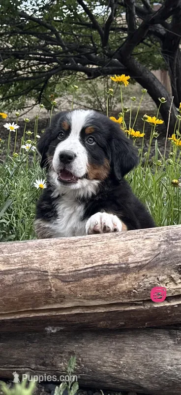 Pink Girl – Bernese Mountain Dog puppy for sale in Colorado Springs, CO