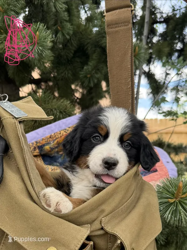 Pink Girl – Bernese Mountain Dog puppy for sale in Colorado Springs, CO