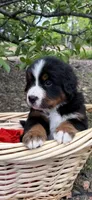 Orange Boy, a male Bernese Mountain Dog for sale in Colorado Springs, CO – 1 of 1
