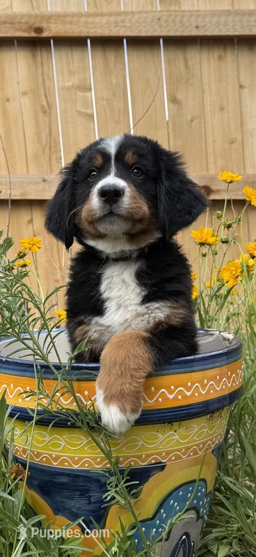 Black Girl – Bernese Mountain Dog puppy for sale in Colorado Springs, CO