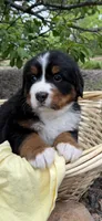 Yellow Girl, a female Bernese Mountain Dog for sale in Colorado Springs, CO – 1 of 1