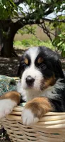 Green Boy, a male Bernese Mountain Dog for sale in Colorado Springs, CO – 1 of 1