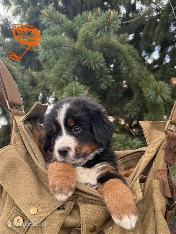 Orange Boy – Bernese Mountain Dog puppy for sale in Colorado Springs, CO