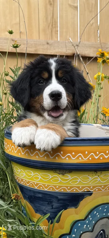 Blue Girl – Bernese Mountain Dog puppy for sale in Colorado Springs, CO