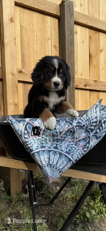 Black Girl – Bernese Mountain Dog puppy for sale in Colorado Springs, CO