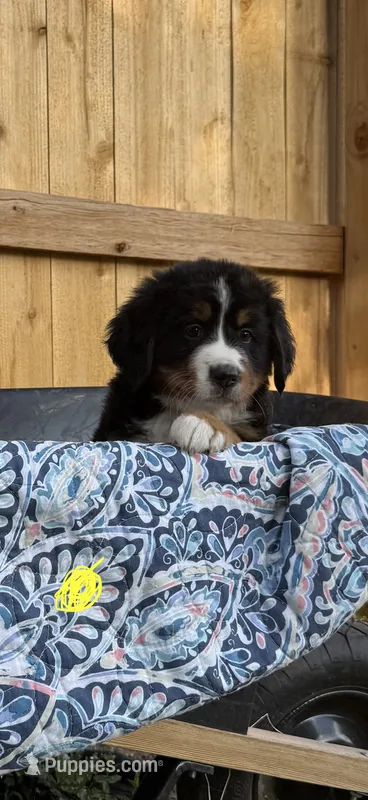 Yellow Girl – Bernese Mountain Dog puppy for sale in Colorado Springs, CO